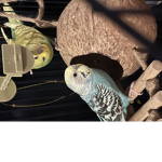 :)The birds:)