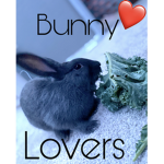 ~stormy the bunny~