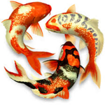 Koi Pond