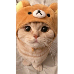 XoXCatsXoX
