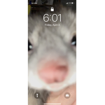 Possum the ferret