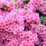 The pink lilies