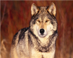 keep the wolfs alive!
