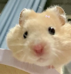 douluvsh