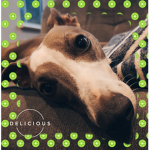 The Whippet Appreciation Group!