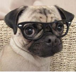 PUGS LIFE LIFE LIFE