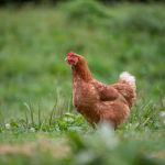 the chicken pasture