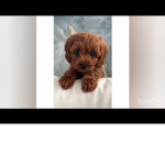 Cutest dog girl ever seen in the world