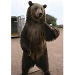 SavageBearKiller hangouts