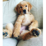 Puppy’s and biscuits