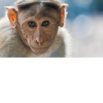 The true monkeys!!!!