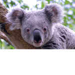 Koala:club:official