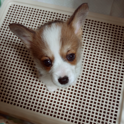 호두봇의 역사