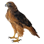 Battle__ hawks
