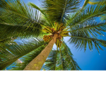 palm tree studio