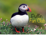 Puffin Fan Club!