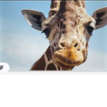 The real Giraffes united