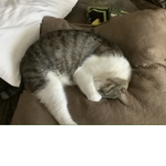 Cats live forever