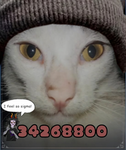 [PL] PawfectLegion
