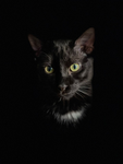 bagheera <3
