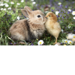 #Cute bunnies!