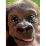 Gorilla colt