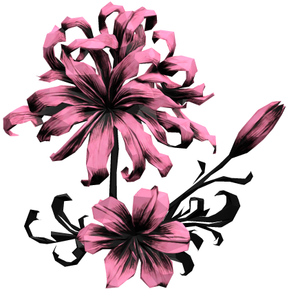 ヒガンバナ bright pink spider lily hair flowe