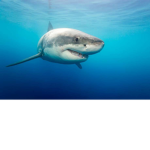 Swimmin' Sharks