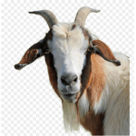 ThE_gOaTsareEpIc
