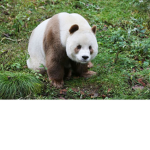 Panda and Bear Family