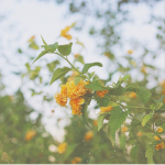 -Your aesthetics-