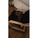 Katzen sind cool