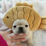 Samurai Doggo's