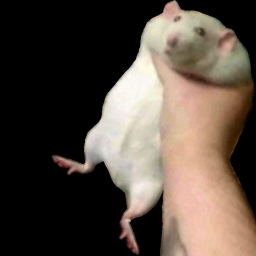 The Rat....
