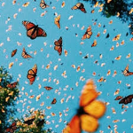 Riotfly