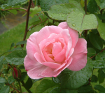Rosegirlx8's Group