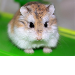 Hamster Unlimited