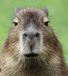 Capybara's are the BEST!!!!