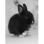 ~The Rabbit Purge~