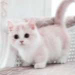 Kitty Café Clothing<3