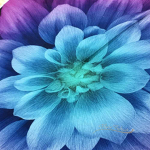 pretty flower group