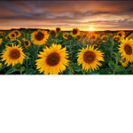 Yellow flowers