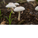 The Mushroom Triplets!!!