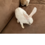 ~adopt me trading hub~