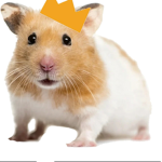 Dwarf hamsters United