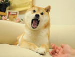 Join the doge club!
