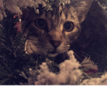 cats are cute:3 awe