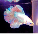 Betta Fish are Cool