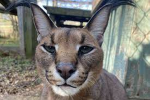Caracal_Studio