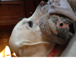 Doggie ##### group